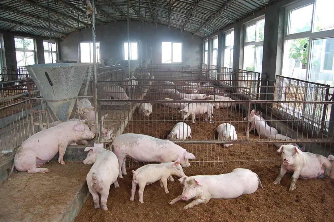 動物無害化處理廠，惡臭異味危害大，<a href='/' style='color: blue;' target='_blank'>工業(yè)除臭劑</a>起作用！.jpg
